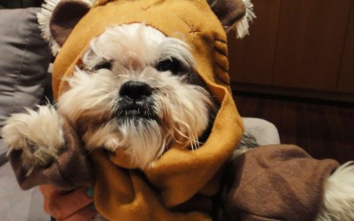 Woof! New Force Awakens toys for dogs