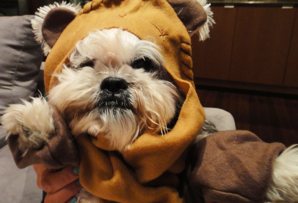 Woof! New Force Awakens toys for dogs