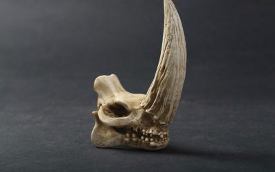 New The Mandalorian Mudhorn Skull Decor Statue Piece available now!